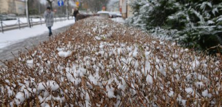 Zimowe problemy? Straż miejska rusza z pomocą