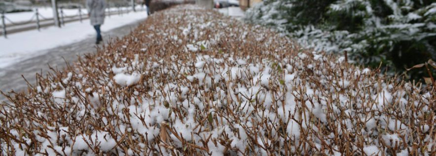 Zimowe problemy? Straż miejska rusza z pomocą