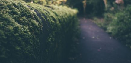 Przycinanie drzew i krzewów to obowiązek właściciela