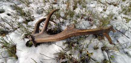 Stop nieetycznym zbieraczom poroża