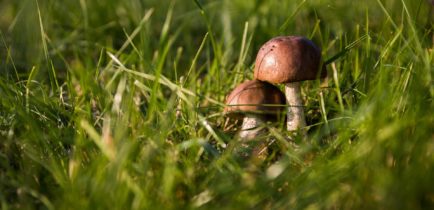 Konkurs Natura od kuchni