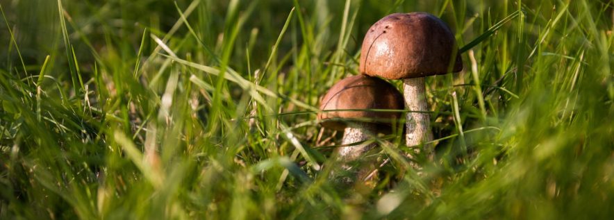Konkurs Natura od kuchni