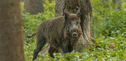 Uwaga! Wykonane zostanie ogrodzenie zapachowe na dziki