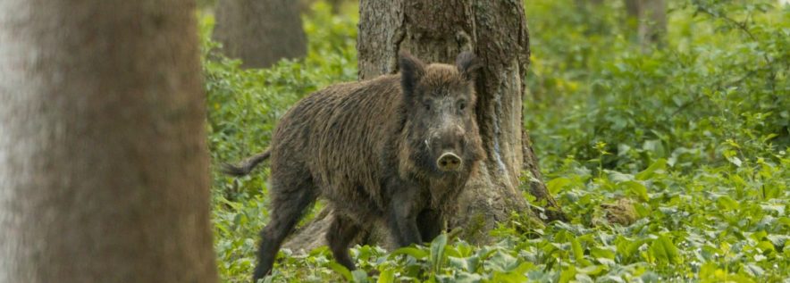Uwaga! Wykonane zostanie ogrodzenie zapachowe na dziki