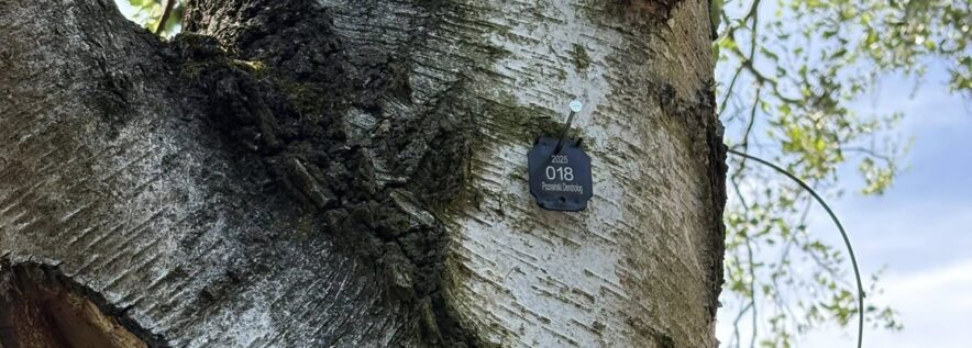 Właśnie zakończono przegląd zadrzewień na obornickich Łazienkach