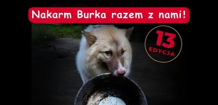 Aktualności - Schronisko Azorek potrzebuje wsparcia!