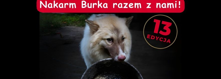 Schronisko Azorek potrzebuje w