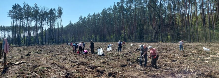 Wspólne sadzenie lasu w Nadleś
