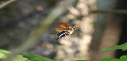 Aktualności - Uwaga! W maju akcja przeciwko chrabąszczom