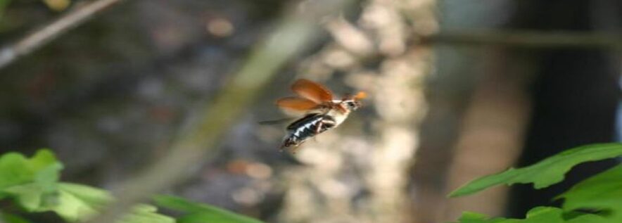 Uwaga! W maju akcja przeciwko 