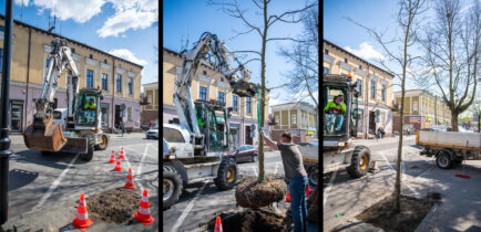 Aktualności - Nowa lipa na ul. Piłsudskiego