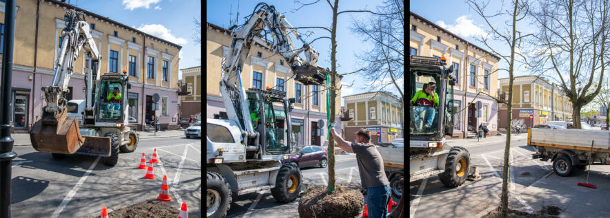 Nowa lipa na ul. Piłsudskiego