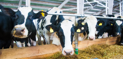 Aktualności - Komunikat Powiatowego Lekarza Weterynarii