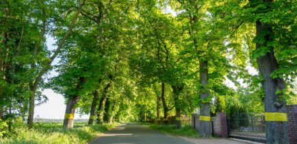 Czynna ochrona przyrody na terenie pomnikowej Alei kasztanowej w miejscowości Bąblin, zgodnie z planem zadań ochronnych