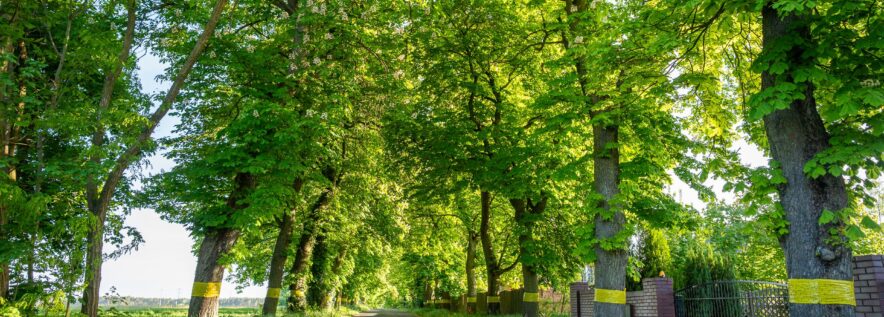 Czynna ochrona przyrody na terenie pomnikowej Alei kasztanowej w miejscowości Bąblin, zgodnie z planem zadań ochronnych