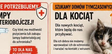 Aktualności - Pilny apel Schroniska Azorek – potrzebne domy tymczasowe