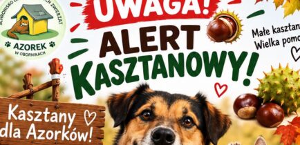 Aktualności - Kasztany dla Azorków – trwa jesienna zbiórka