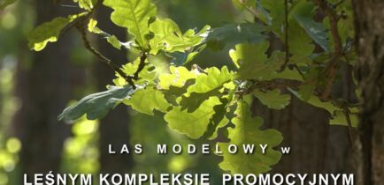 Aktualności - Obornickie Lasy Modelowe w centrum uwagi!